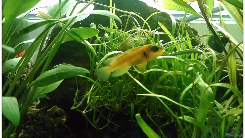 Besatz im Aquarium Schneckenbuntbarsche Zuchtbecken von mariajudyta (3)