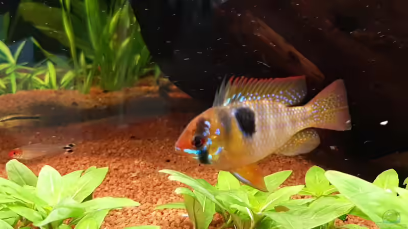 Besatz im Aquarium Schöne Aussicht im Wohnzimmer statt Urlaub von Memo (11)