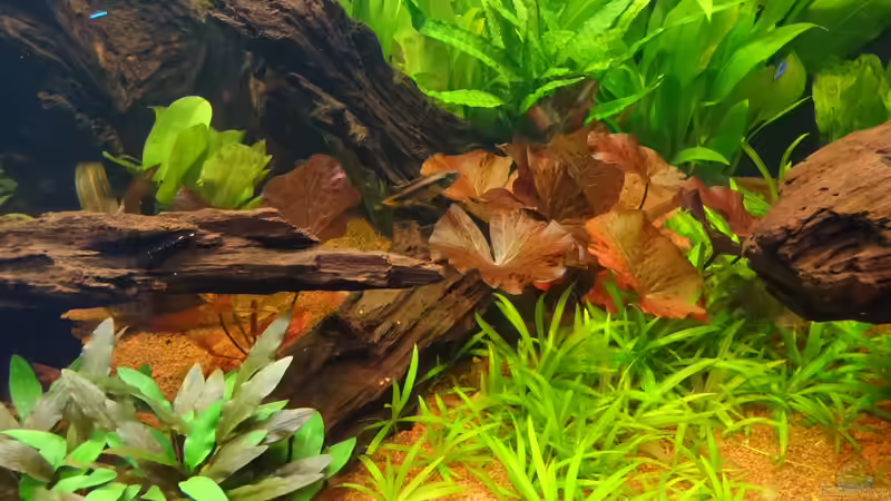 Besatz im Aquarium Schöne Aussicht im Wohnzimmer statt Urlaub von Memo (13)