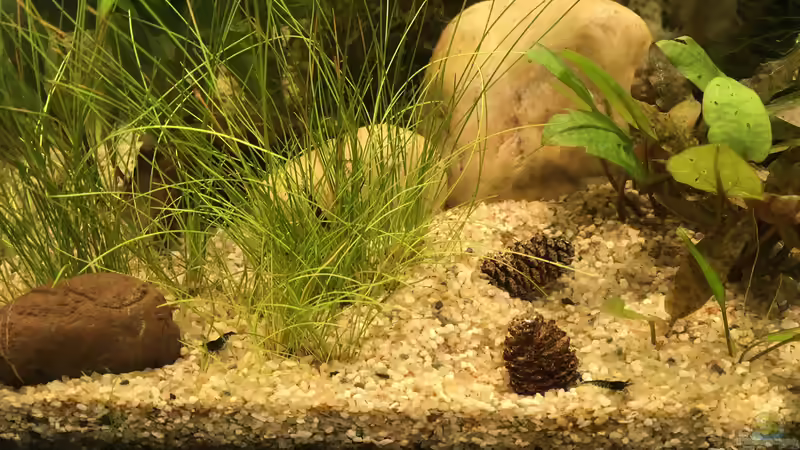 Besatz im Aquarium Schreibtisch Aquarium von Maji (4)