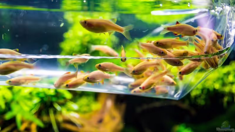 Besatz im Aquarium Schulaquarium von Fredo Fuss (6)