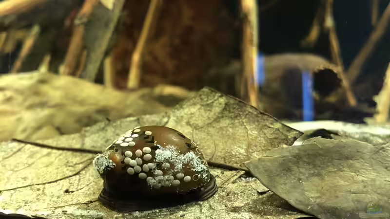 Besatz im Aquarium Schwarzwasser Aquarium von JuJu (20)