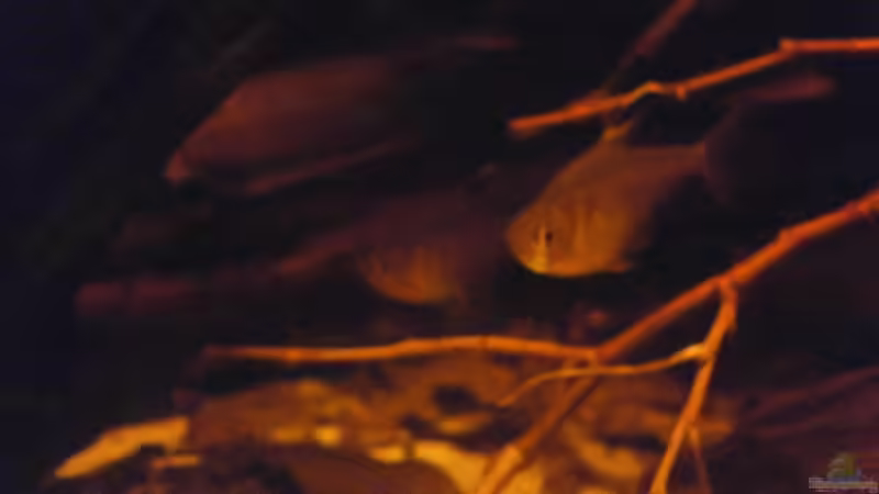 Besatz im Aquarium Schwarzwasser-Biotop von David Hartleib (11)