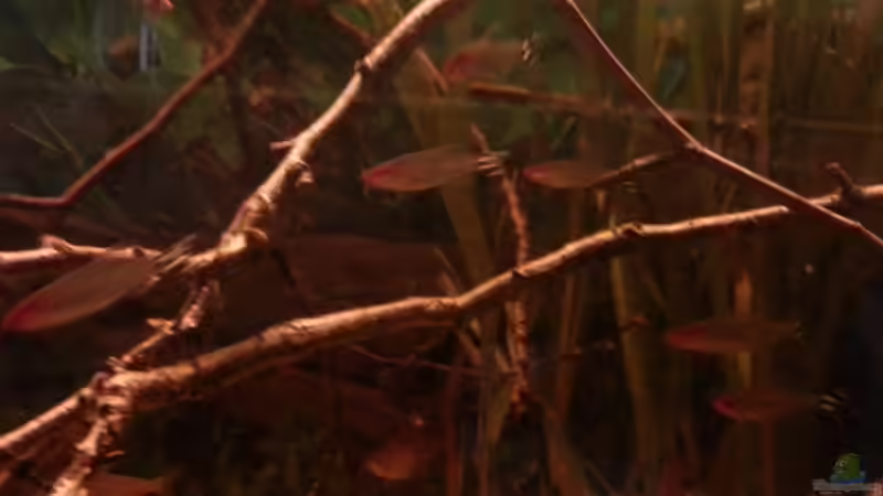 Besatz im Aquarium Schwarzwasser-Biotop von David Hartleib (12)