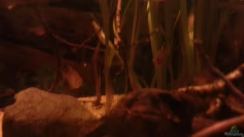 Besatz im Aquarium Schwarzwasser-Biotop von David Hartleib (13)