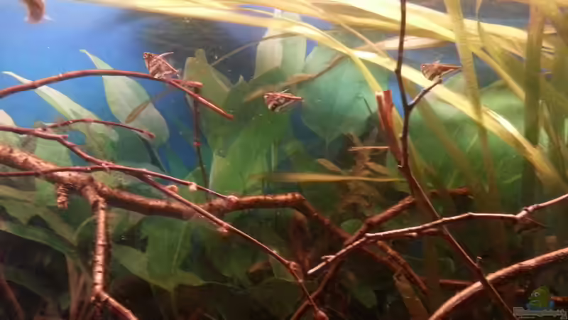 Besatz im Aquarium Schwarzwasser-Biotop von David Hartleib (15)