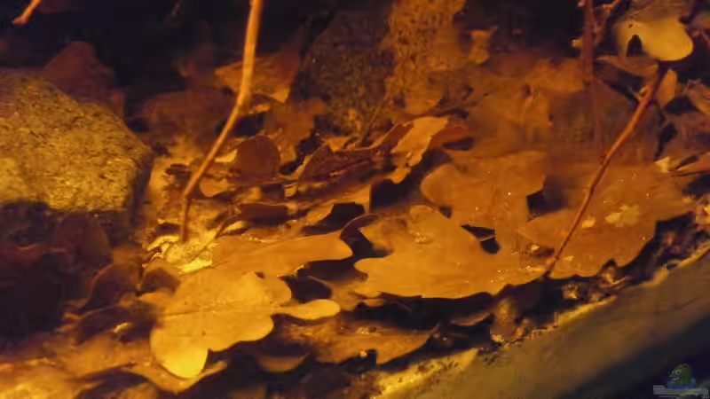 Besatz im Aquarium Schwarzwasser-Biotop von David Hartleib (16)