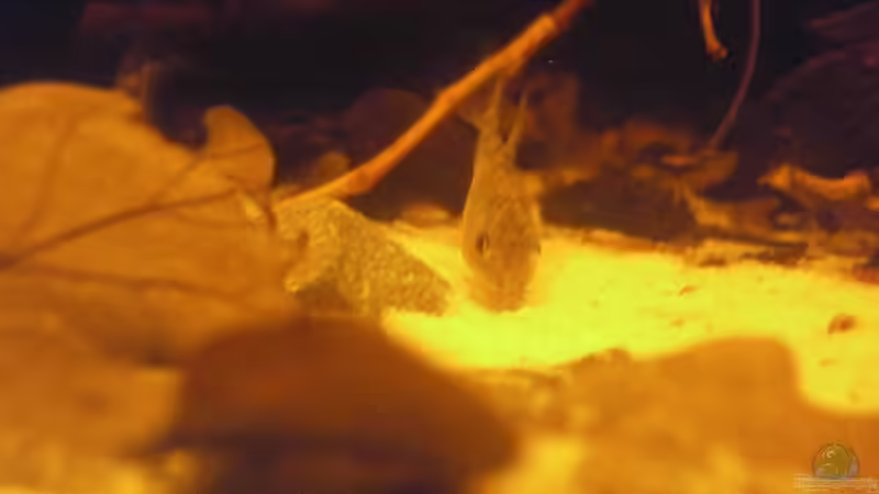 Besatz im Aquarium Schwarzwasser-Biotop von David Hartleib (18)