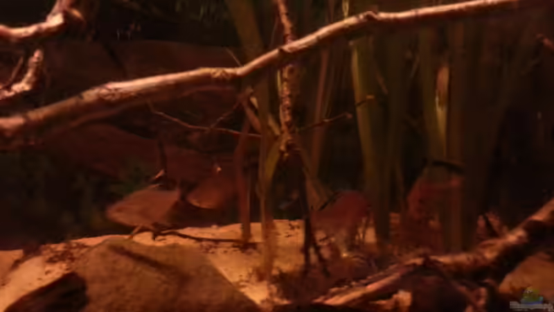 Besatz im Aquarium Schwarzwasser-Biotop von David Hartleib (19)