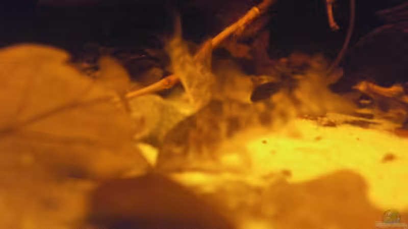 Besatz im Aquarium Schwarzwasser-Biotop von David Hartleib (20)