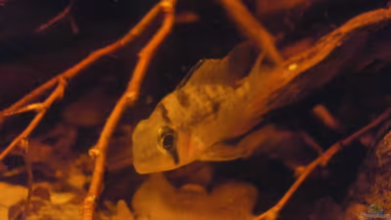 Besatz im Aquarium Schwarzwasser-Biotop von David Hartleib (21)