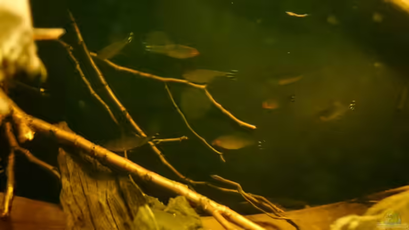 Besatz im Aquarium Schwarzwasser-Biotop von David Hartleib (22)