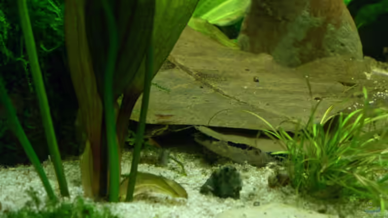 Besatz im Aquarium Schwarzwasser (wegen Planarien aufgegeben) von Alexander Eckel (10)