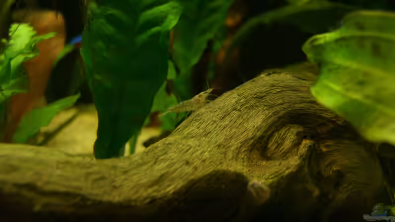 Besatz im Aquarium Schwarzwasser (wegen Planarien aufgegeben) von Alexander Eckel (11)