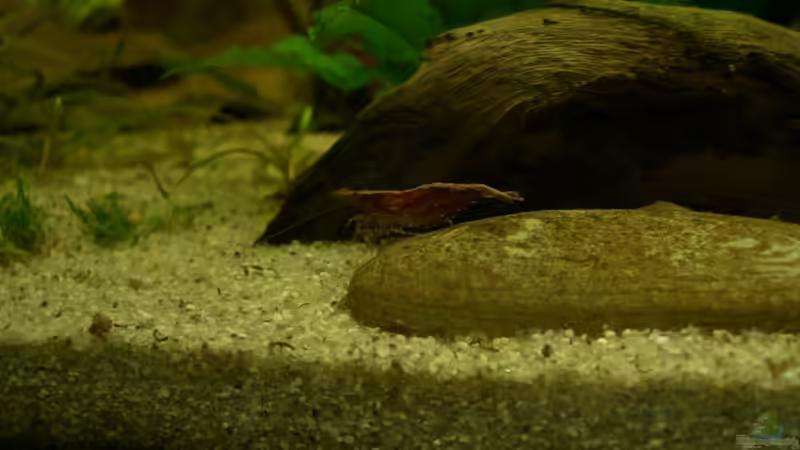 Besatz im Aquarium Schwarzwasser (wegen Planarien aufgegeben) von Alexander Eckel (12)