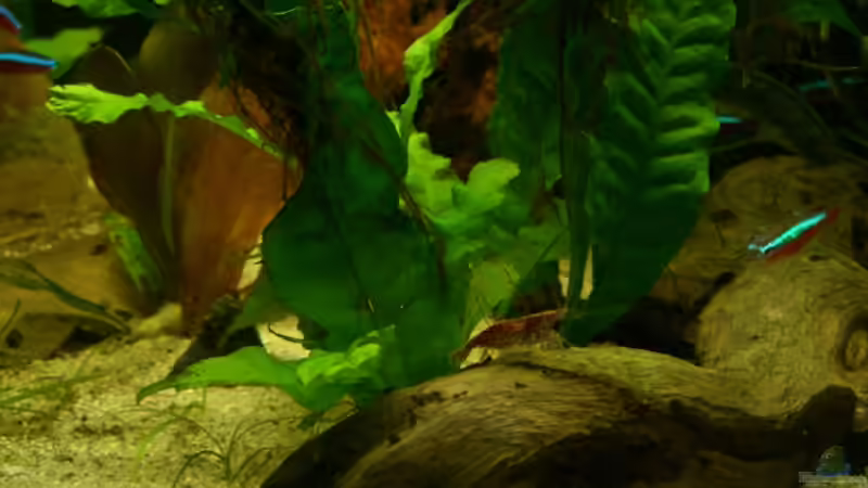 Besatz im Aquarium Schwarzwasser (wegen Planarien aufgegeben) von Alexander Eckel (13)