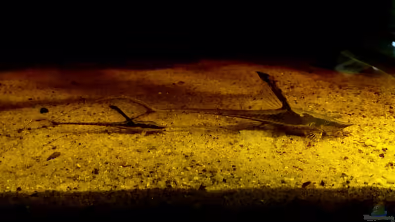 Besatz im Aquarium Schwarzwasserhabiat mit aufgesetzer Pflanzenwelt von Sebastian Müller (45)