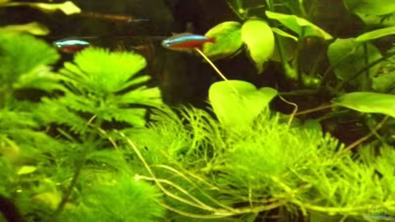 Besatz im Aquarium Schwertträger von Tobi Hansen (7)