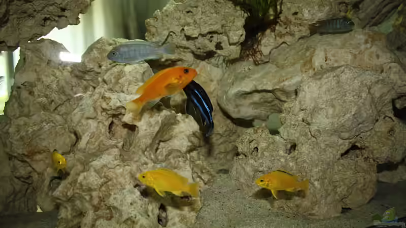 Besatz im Aquarium Schwichtis Mbuna Tank von schwichti (11)