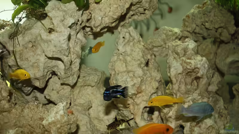 Besatz im Aquarium Schwichtis Mbuna Tank von schwichti (13)
