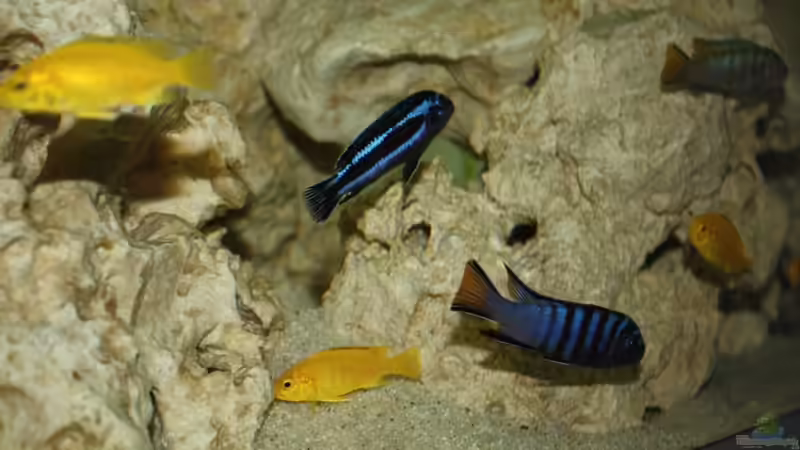Besatz im Aquarium Schwichtis Mbuna Tank von schwichti (14)