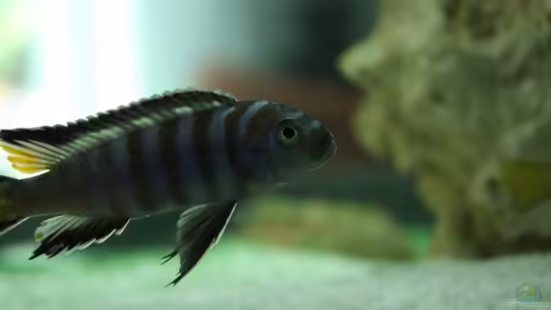 Besatz im Aquarium Schwichtis Mbuna Tank von schwichti (17)