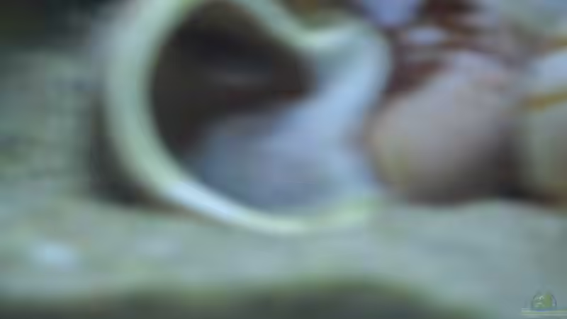 Besatz im Aquarium Sckneckenbuntbarsche von Cichlidenfan (12)