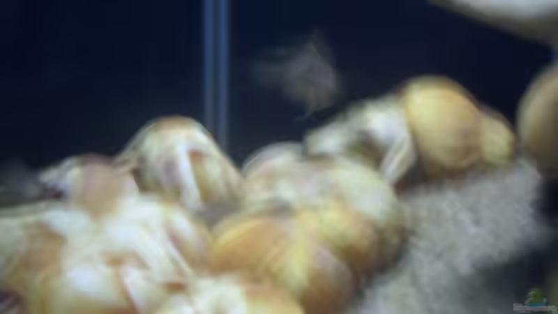 Besatz im Aquarium Sckneckenbuntbarsche von Cichlidenfan (13)