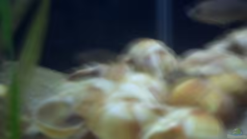 Besatz im Aquarium Sckneckenbuntbarsche von Cichlidenfan (14)