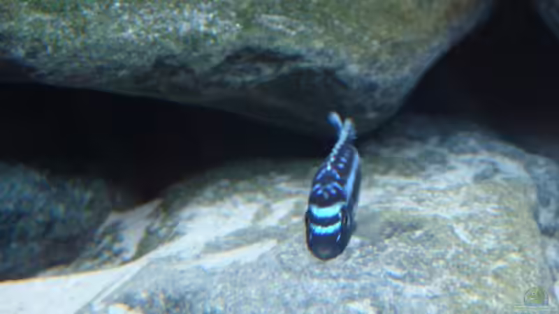 Besatz im Aquarium Second chance von Zerta (10)