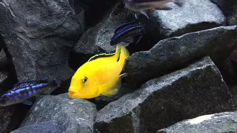 Besatz im Aquarium See der Sterne von Philipp Böhme (43)