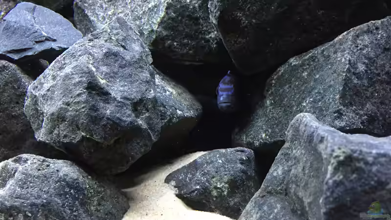 Besatz im Aquarium See der Sterne von Philipp Böhme (44)