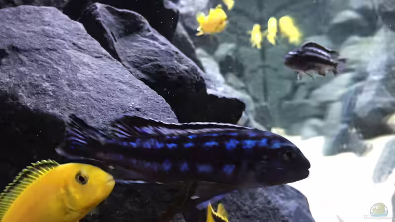 Besatz im Aquarium See der Sterne von Philipp Böhme (45)