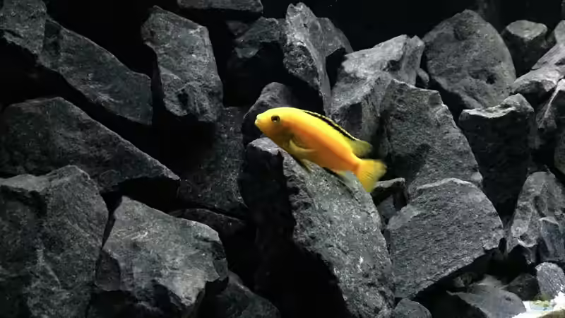 Besatz im Aquarium See der Sterne von Philipp Böhme (47)