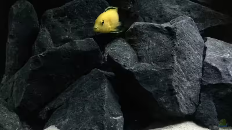 Besatz im Aquarium See der Sterne von Philipp Böhme (48)