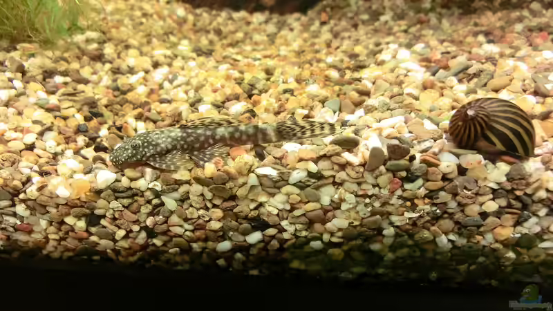 Besatz im Aquarium Seeks Attention von . (29)