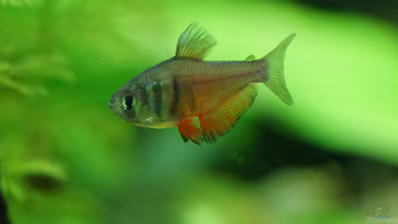 Besatz im Aquarium Seeks Attention von . (38)