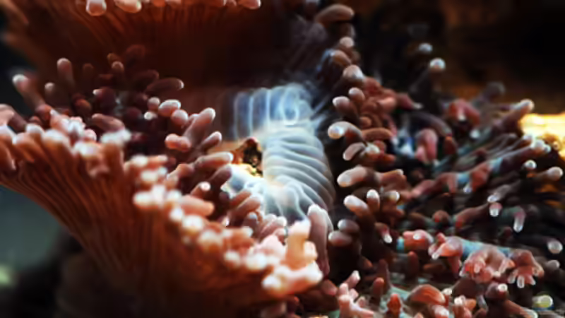 Besatz im Aquarium Seewasser von Cichlid Power (16)