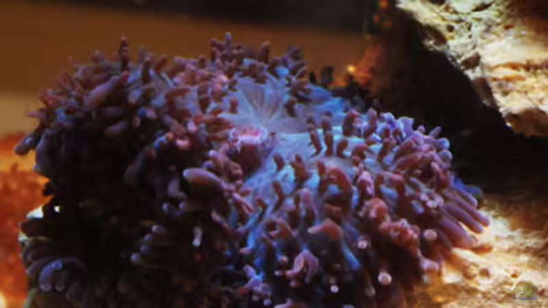 Besatz im Aquarium Seewasser von Cichlid Power (17)