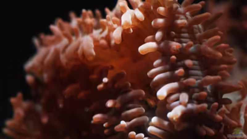 Besatz im Aquarium Seewasser von Cichlid Power (19)