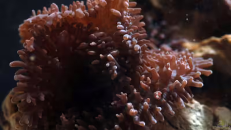 Besatz im Aquarium Seewasser von Cichlid Power (20)