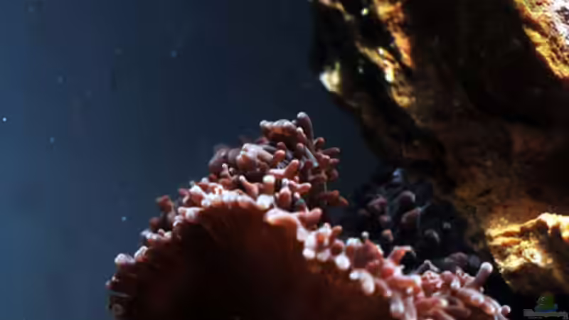 Besatz im Aquarium Seewasser von Cichlid Power (21)