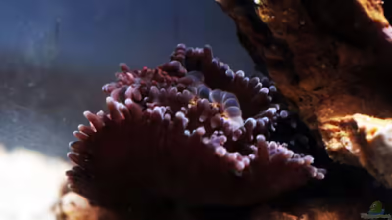 Besatz im Aquarium Seewasser von Cichlid Power (22)