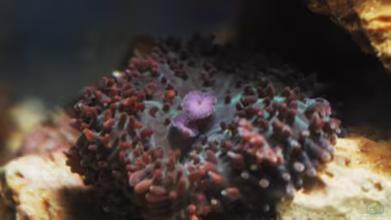 Besatz im Aquarium Seewasser von Cichlid Power (24)