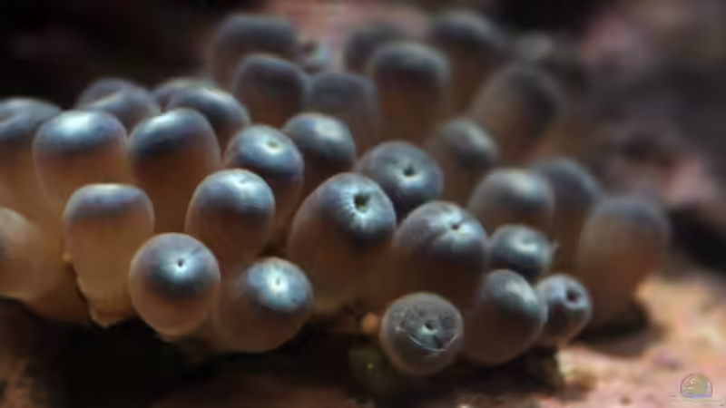 Besatz im Aquarium Seewasser von Cichlid Power (25)