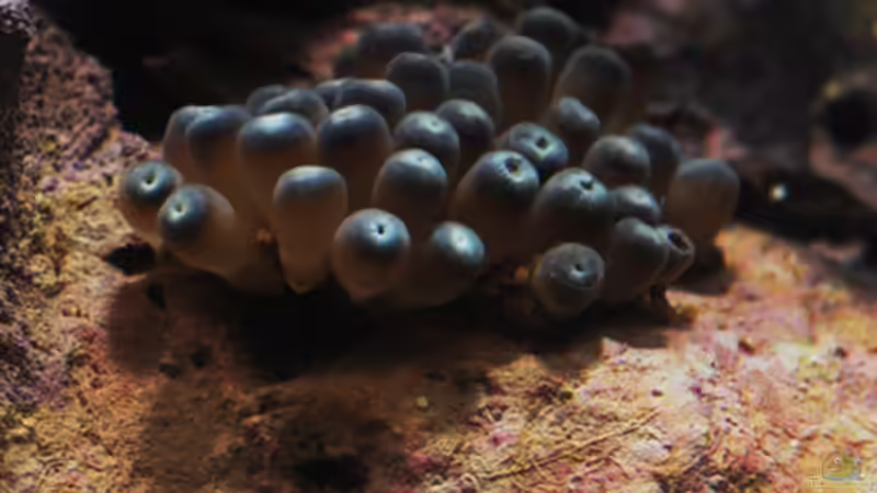 Besatz im Aquarium Seewasser von Cichlid Power (27)