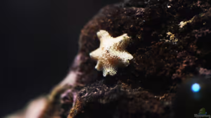 Besatz im Aquarium Seewasser von Cichlid Power (28)