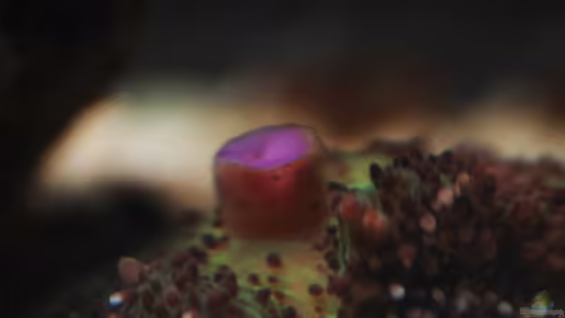 Besatz im Aquarium Seewasser von Cichlid Power (29)