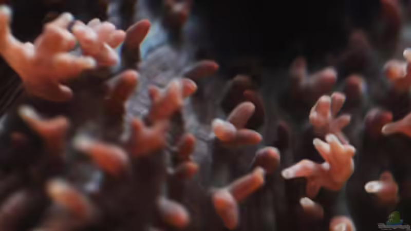 Besatz im Aquarium Seewasser von Cichlid Power (30)