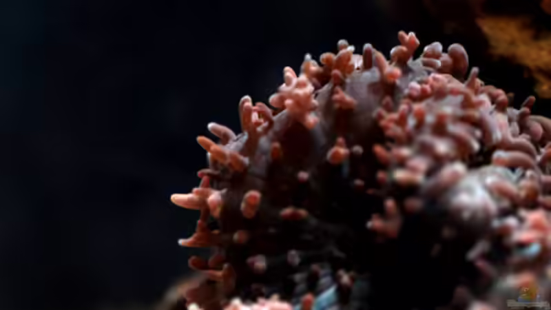 Besatz im Aquarium Seewasser von Cichlid Power (31)